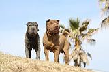 SHAR-PEI 679